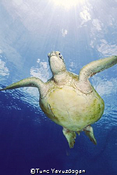 Turtle again by Tunc Yavuzdogan 